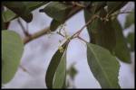 leaf and flower